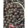 PREMIUM Popping Boba Chocolate kulki czekoladowe 3,2 kg